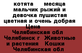 котята 1.5 месяца мальчик рыжий и девочка пушистая цветная и очень добрая › Цена ­ 500 - Челябинская обл., Челябинск г. Животные и растения » Кошки   . Челябинская обл.